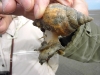 Wellhornschnecke
