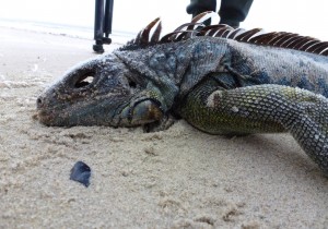 Grüner Leguan als Strandfund auf der Insel Mellum © Mellumrat/Schmidt