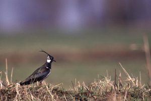 "Die Lage in der Agrarlandschaft bleibt alarmierend. So nahmen die Bestände von Rebhuhn und Kiebitz über 24 Jahre um fast 90% ab" (dda-Bestandssituation S. 2) / Foto: V. Lautenbach