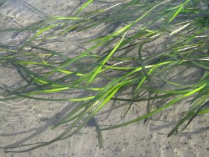 Das Echte Seegras (Zostera marina) bildet eigene Habitate auf dem Wattboden. Foto: Herlyn / NLWKN