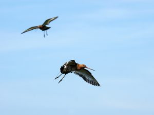 Sendervogel „Zola" (vorne) mit Partner zeigt im NSG „Bleckriede" am 16.06.2021 Warnverhalten. Auf dem Foto ist die Antenne des GPS-Senders gut zu erkennen. Foto: NLWKN