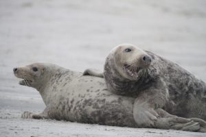 Zwei Kegelrobben auf einer Sandbank; Foto: © Jessica Schop